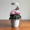Tabletop Vase Planter